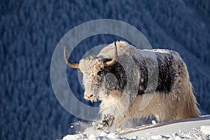 Wild yak in the mountains of Nepal