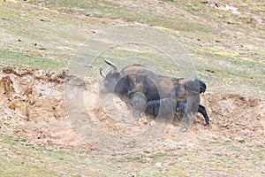 Wild yak in mud bath