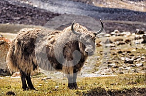 Wild yak in nubra valley