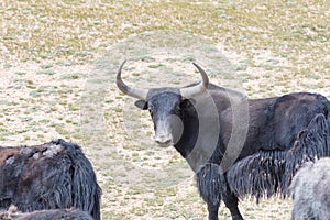 Wild yak in qinghai nature reserve