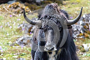 Wild yak at Yumthang valley, North Sikkim, Eastern Himalayas, India