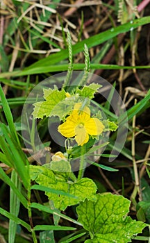 A wild yeallow flower in nature in asia