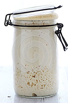 Wild Yeast Sourdough Starter