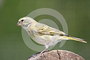 Wild Yellow Canary