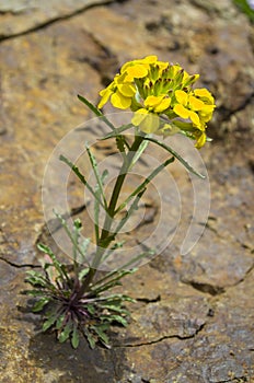 Wild Yellow Cascade Wallflower growing out of Rock