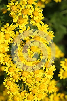 Wild yellow chrysanthemum in autumn in the morning