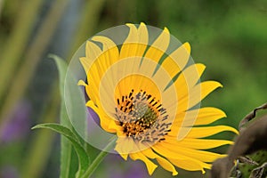 Wild yellow circular hairy sunflower, Late summer bloom