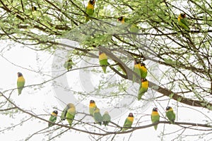 Wild Yellow-collared Lovebirds Agapornis personatus Perched in a Tree