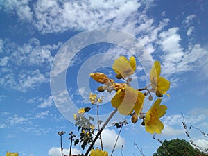 wild yellow cotton flower photo