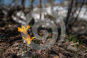 Wild yellow crocuses in the early spring forest
