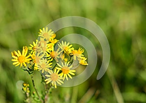 Wild yellow daisy flowers on blurred greenish nature