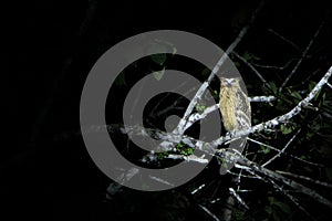 Wild yellow eye owl at night