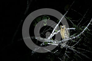 Wild yellow eye owl at night, Sukau Junction