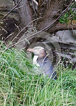 Yellow-eyed penguin Megadyptes antipodes, or Hoiho, the world`s rarest penguin found in New Zealand photo