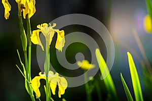 Wild yellow flag iris in a pond with diffused background