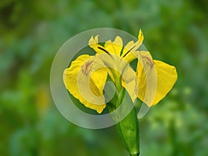 Wild yellow flag iris, Iris Pseudacorus.