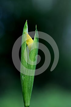 Wild yellow flag iris