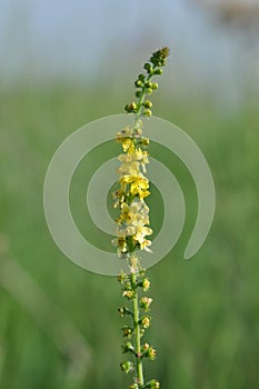 Wild yellow flower