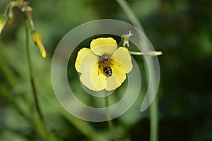 Wild yellow flower with bee. Oxalis pes-caprae,Cape Sorrel, Bermuda Buttercup