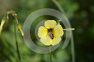 Wild yellow flower with bee. Oxalis pes-caprae,Cape Sorrel, Bermuda Buttercup