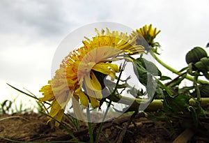 Wild yellow flower dandelion on field. Closeup