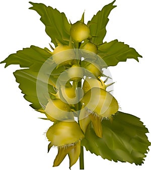 Wild yellow flower isolated illustration