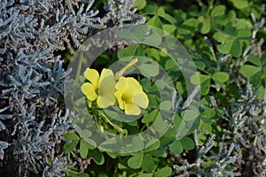 Wild yellow flower. Oxalis pes-caprae,Cape Sorrel, Bermuda Buttercup