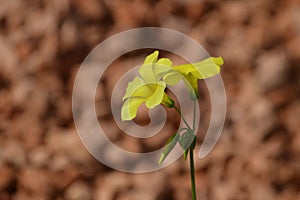 Wild yellow flower. Oxalis pes-caprae,Cape Sorrel, Bermuda Buttercup