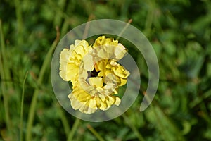 Wild yellow flower with ruffled petals. Oxalis pes-caprae,Cape Sorrel, Bermuda Buttercup