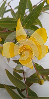 Wild Yellow Flower in Spring Season