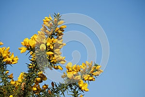 Wild yellow flowers against blue cloudy sky. Beautiful nature concept. Summer background