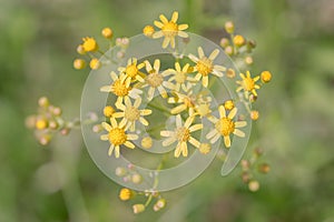 Wild Yellow flowers in Cades Cove Park