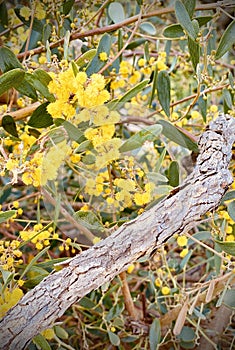 Cootamundra wattles yellow flowers dead tree branch photo