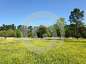 Wild yellow flowers in a country setting with white fence