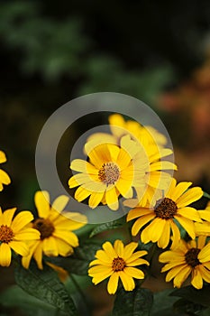 Wild yellow flowers on dark green stems, vertically