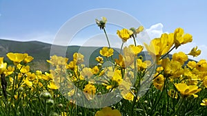 Wild yellow flowers flutter in the wind. Background of the flight. Anti-stress background. Calming video. 4K VIDEO.