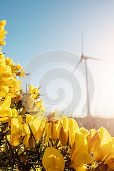 Wild yellow flowers in focus and high wind power turbine in a field. Cloudy sky background. Renewable green energy production,