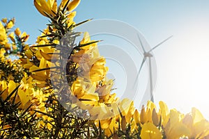 Wild yellow flowers in focus and high wind power turbine in a field. Cloudy sky background. Renewable green energy production,