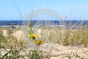 Wild yellow flowers and green grass macro on baltic beach sand coast with waves