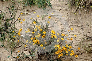 Wild yellow flowers growing on a sandy rock