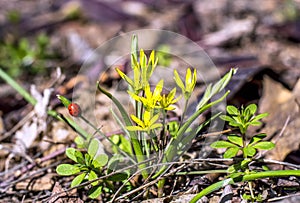 Wild yellow flowers and ladybird