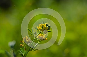 Wild yellow flowers of Meadow pee or Meadow vetchling are swayed by a light breeze.