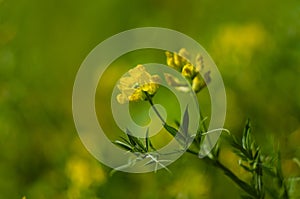 Wild yellow flowers of Meadow pee or Meadow vetchling are swayed by a light breeze.