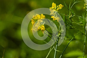 Wild yellow flowers of Meadow pee or Meadow vetchling are swayed by a light breeze.