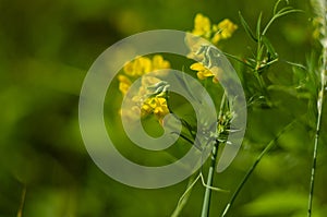 Wild yellow flowers of Meadow pee or Meadow vetchling are swayed by a light breeze.