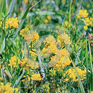 Wild yellow flowers of Meadow pee or Meadow vetchling are swayed by a light breeze. Lathyrus pratensis