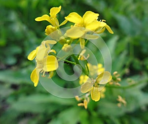 Cruciferae. Yellow flowers photo