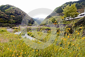 Wild yellow flowers by Uno River in Kameoka, Kyoto, Japan