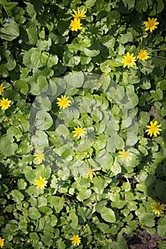 Wild yellow flowers in the woods, texture of grass in green field in spring. Closeup. Vignetted