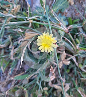 Wild yellow Golden flower of Desert micro